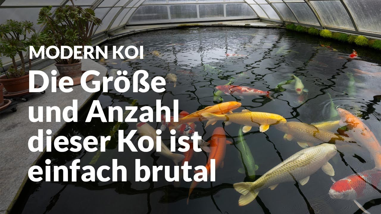 Doris’ überdachter 70.000 Liter Jumboteich | Modern Koi Blog #6633