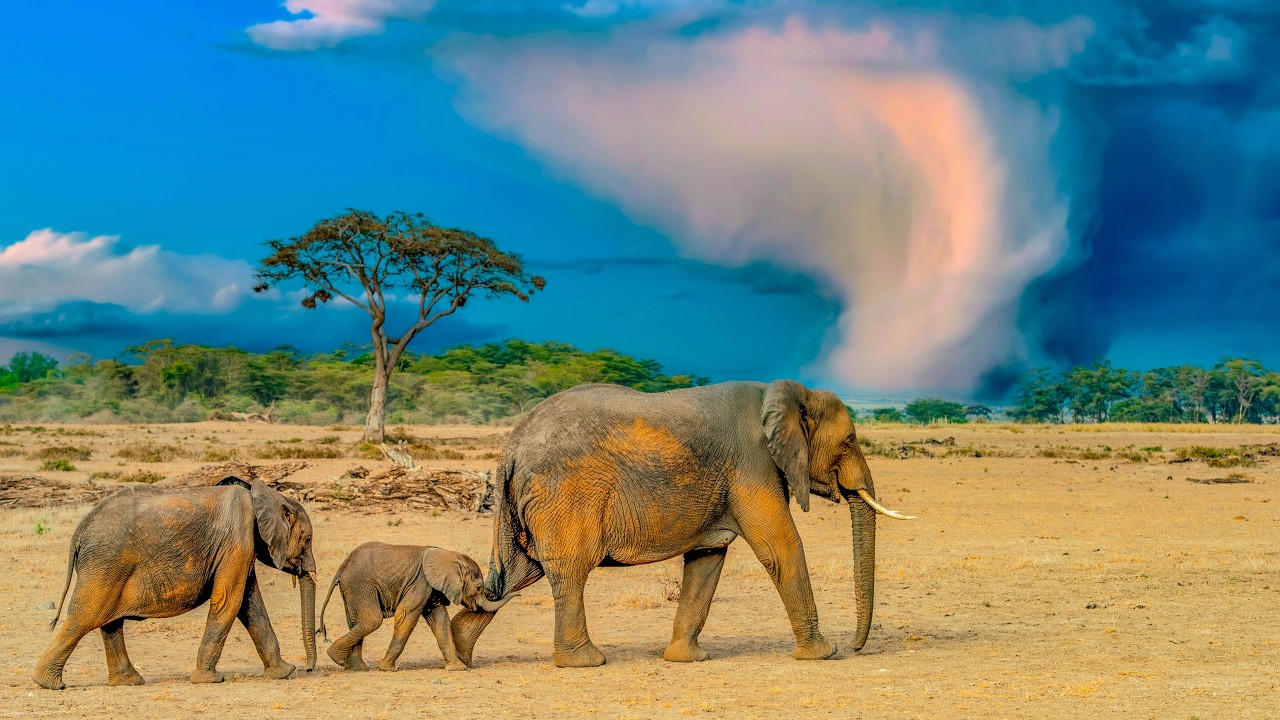 Who Rules the Savannah? Lions, Buffalo & Elephants Speak | African Wildlife Documentary 8K - #3
