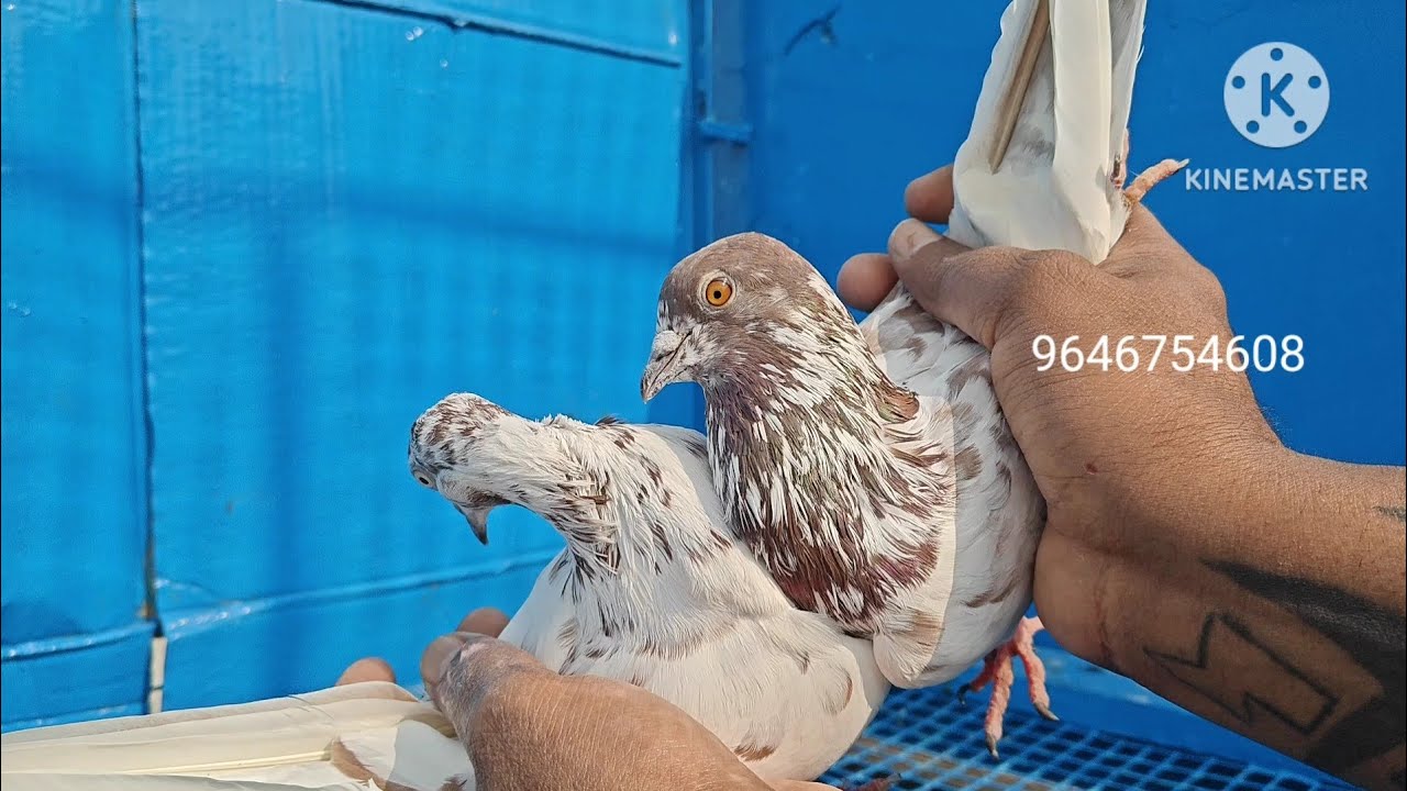 Super Quality 4 Jode Available Cnt 9646754608 #Shivam#Nahar#Pigeon farm india All Over Delivery 🚚