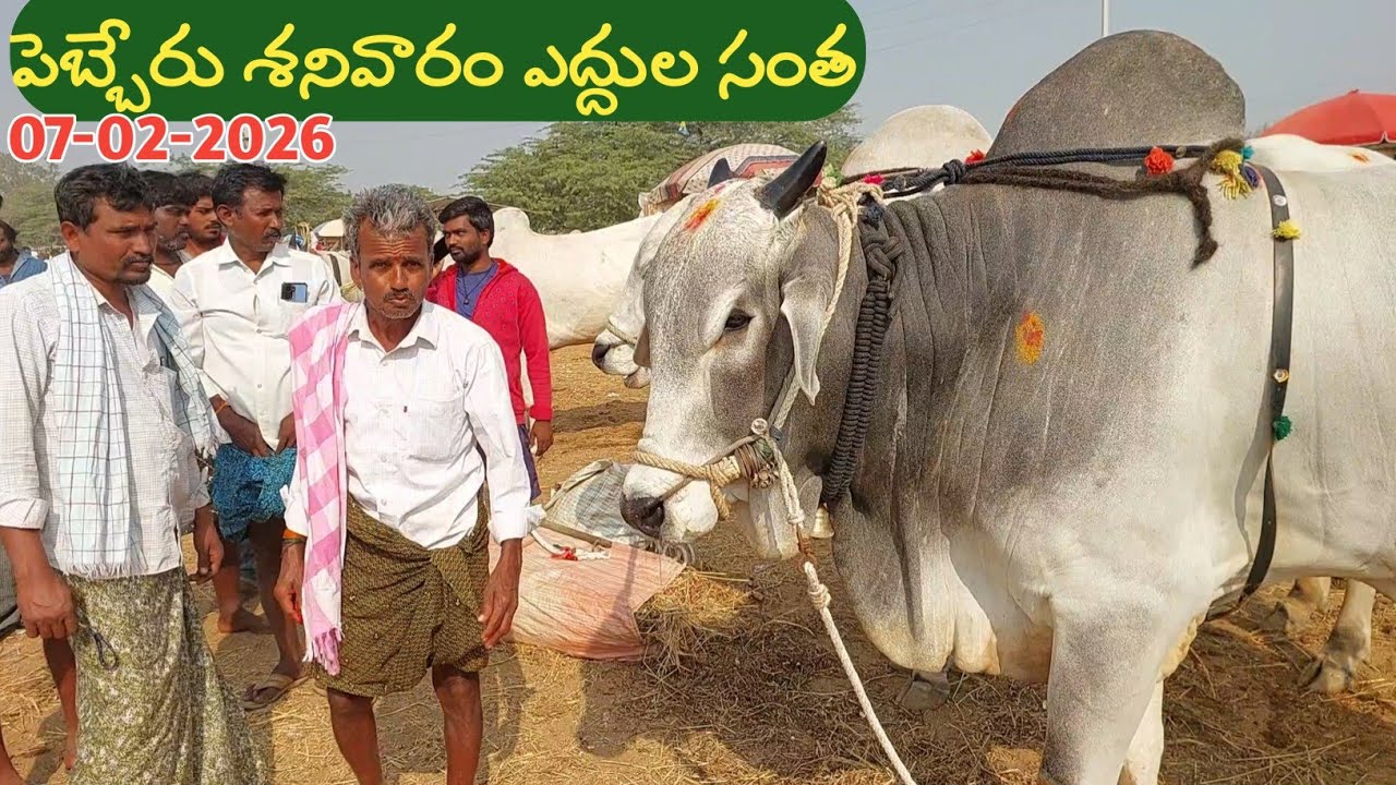 పెబ్బేరు సంతలో సేద్యం చేసే పెద్ద సైజు ఒంగోలు కోడెలు-ఎద్దుల ధరలు | Pebbair Bull market in Telangana 