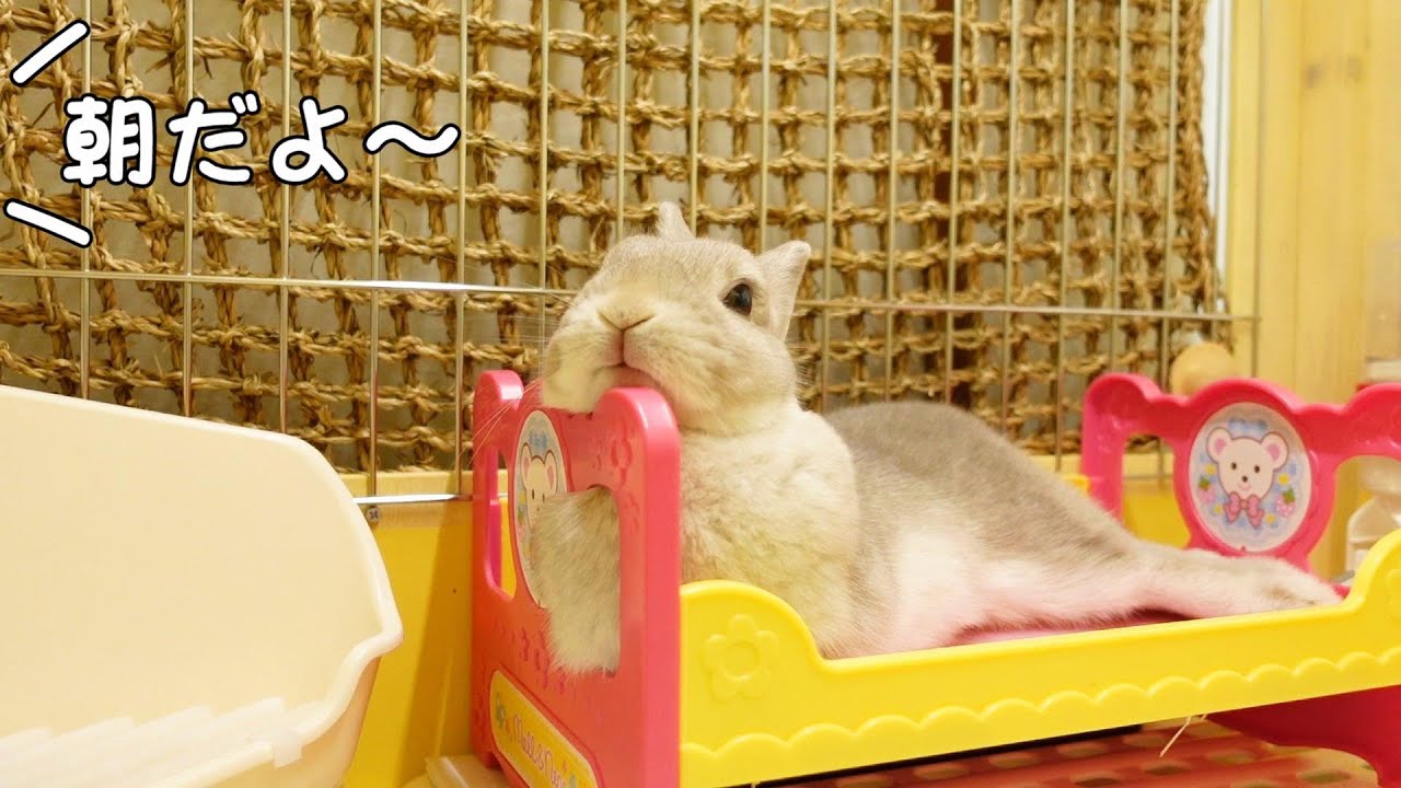 飼い主にモーニングコールされるもまだベッドから起き上がりたくない時のうさぎさん
