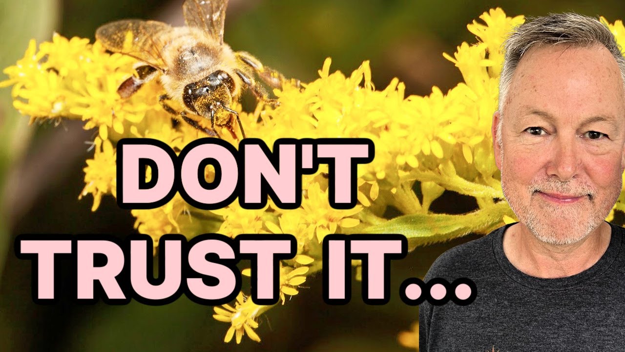 Beekeeping | Do Honey Bees Benefit From A Fall Golden Rod Flow?