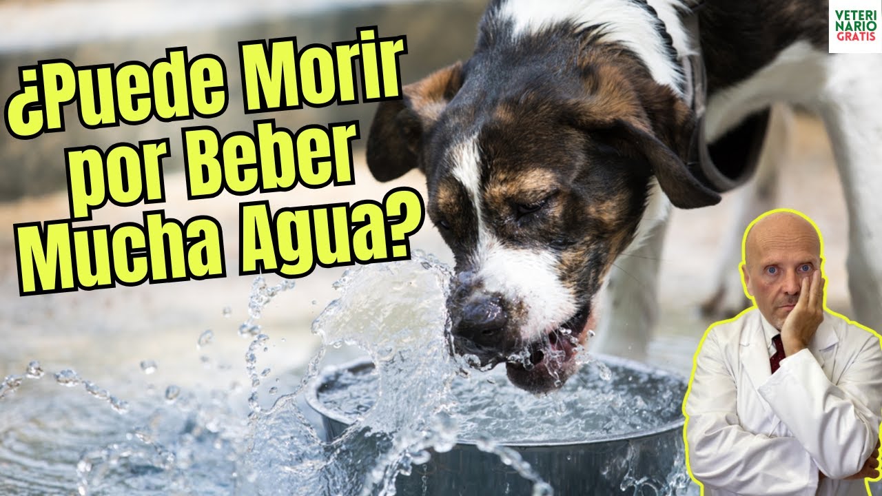 🚨 ¿PUEDE MORIR TU PERRO POR BEBER MUCHA AGUA? 🐶💦❌