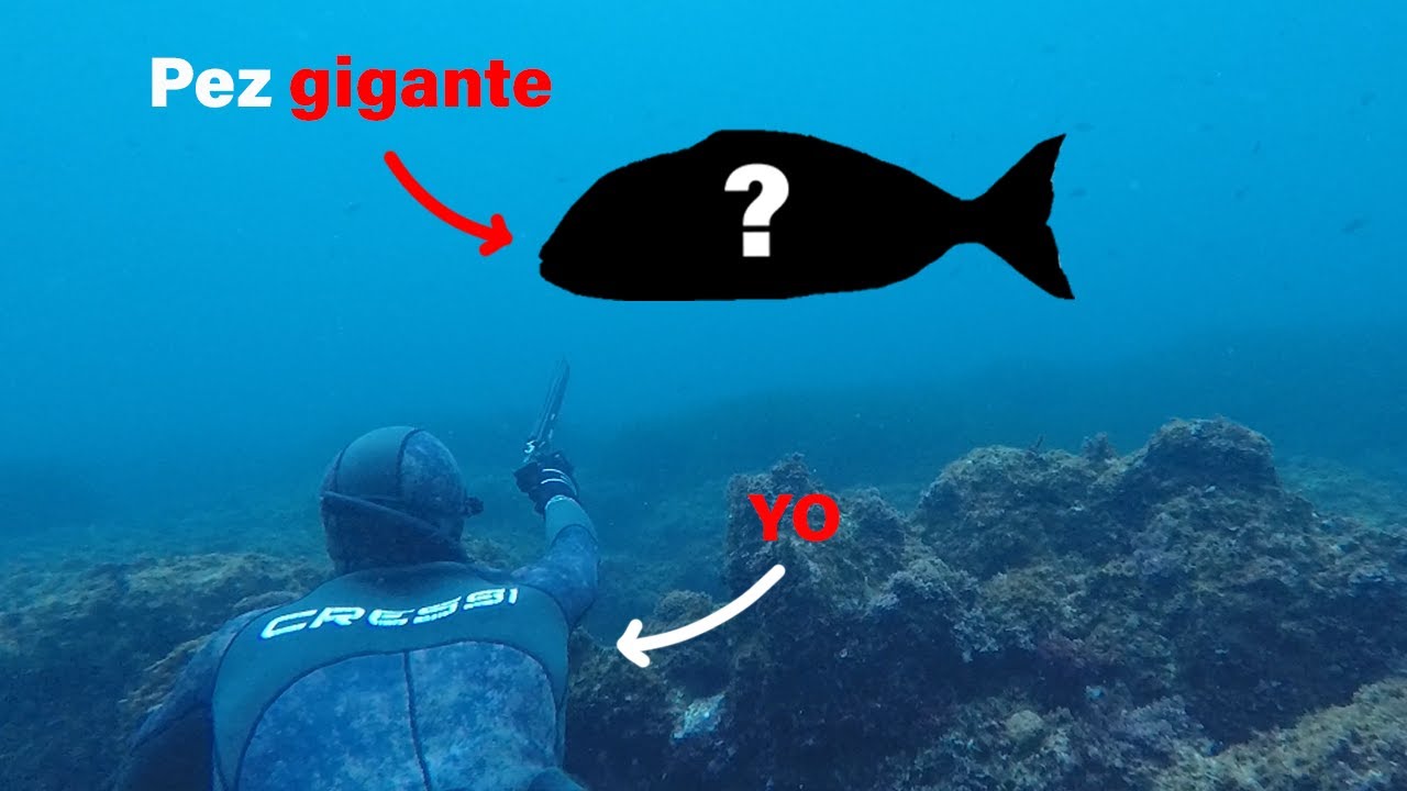 Nunca imagine encontrar este pez aqui!!! - Pesca Submarina