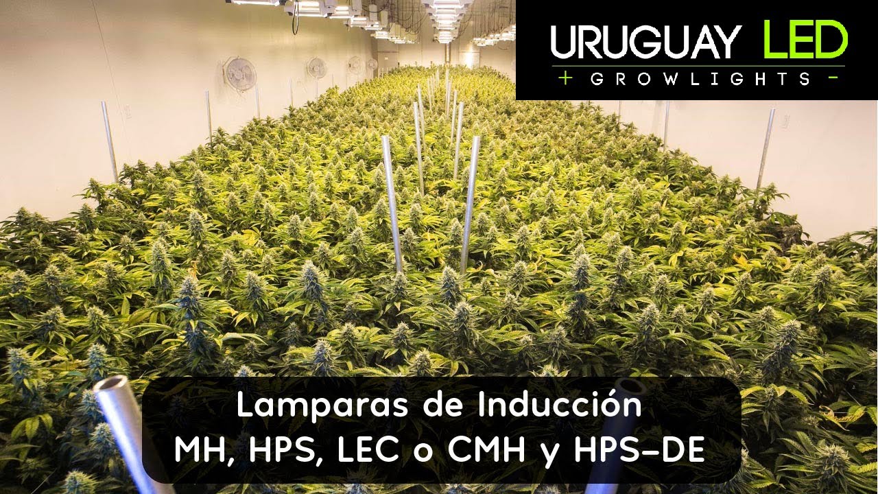 Cual es mejor? LEC, Sodio o Double Ended ?