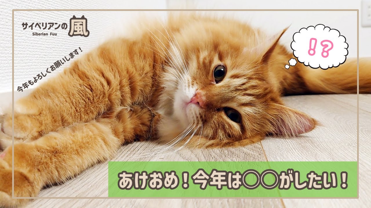 【#83】あけおめ！今年は○○がしたい！【サイベリアンの男の子】