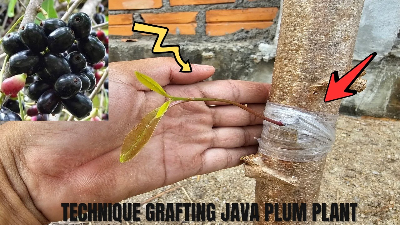 TECHNIQUE GRAFTING JAVA PLUM PLANT