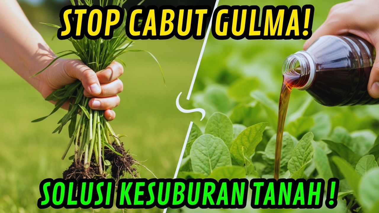 Gulma Adalah Tambang Nutrisi! Ini Cara Mengambilnya !