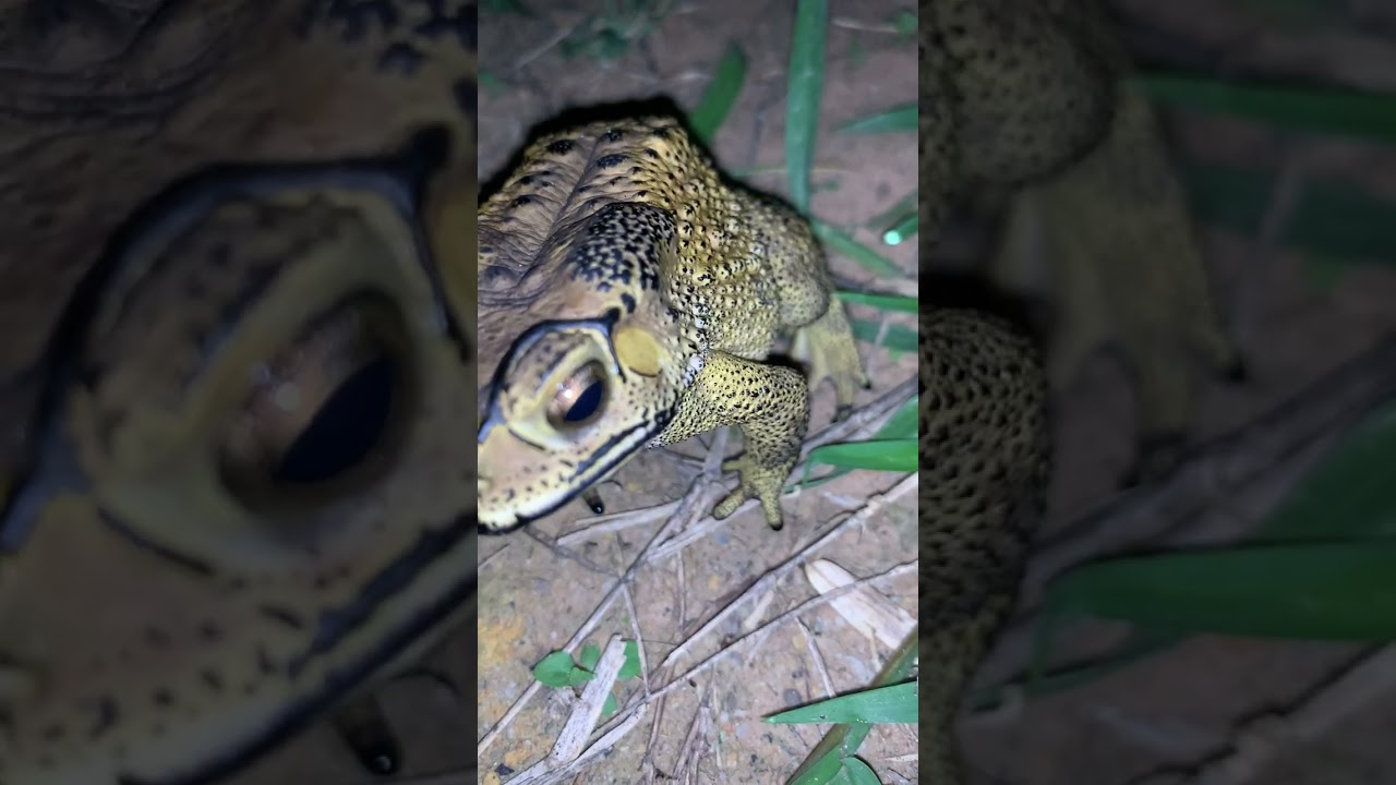 Asian Toad frog #virallife #rainfrog #animal #wildlife #viral #life #dailyvlog #shortsfeed  #toads