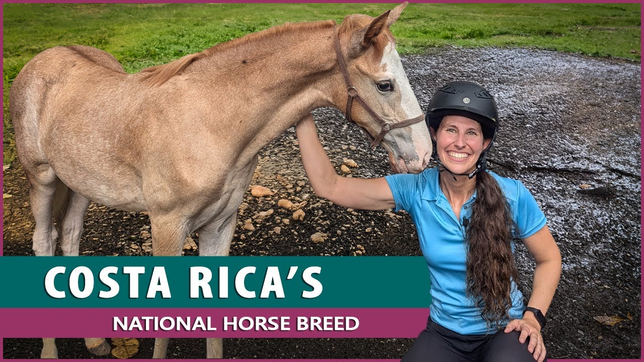 Riding the Costarricense de Paso in Costa Rica