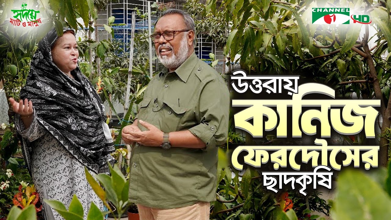 উত্তরায় কানিজ ফাতিমা ফেরদৌসির ছাদকৃষি | পর্ব ৩৩৯ | Shykh Seraj | Channel i |