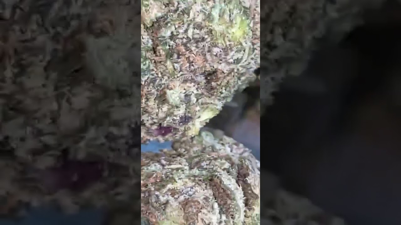 strongest weed ever