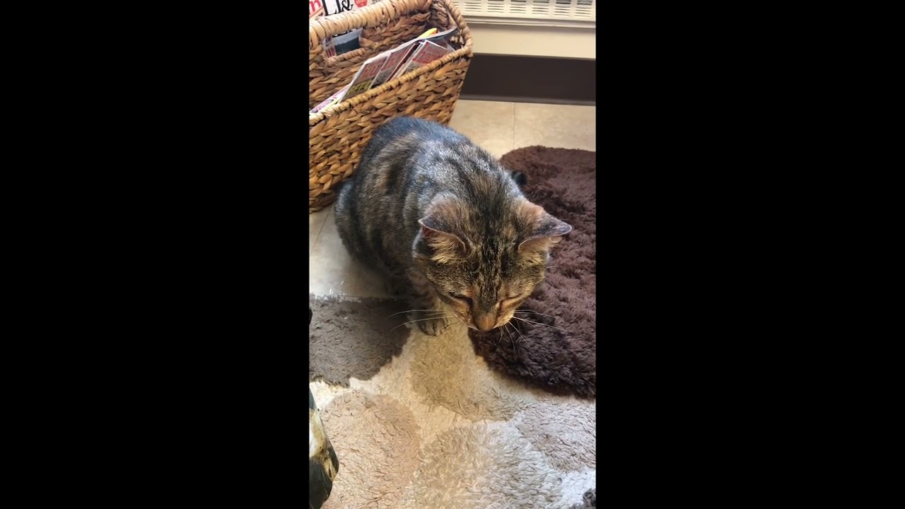 Cat Reverse Sneezing