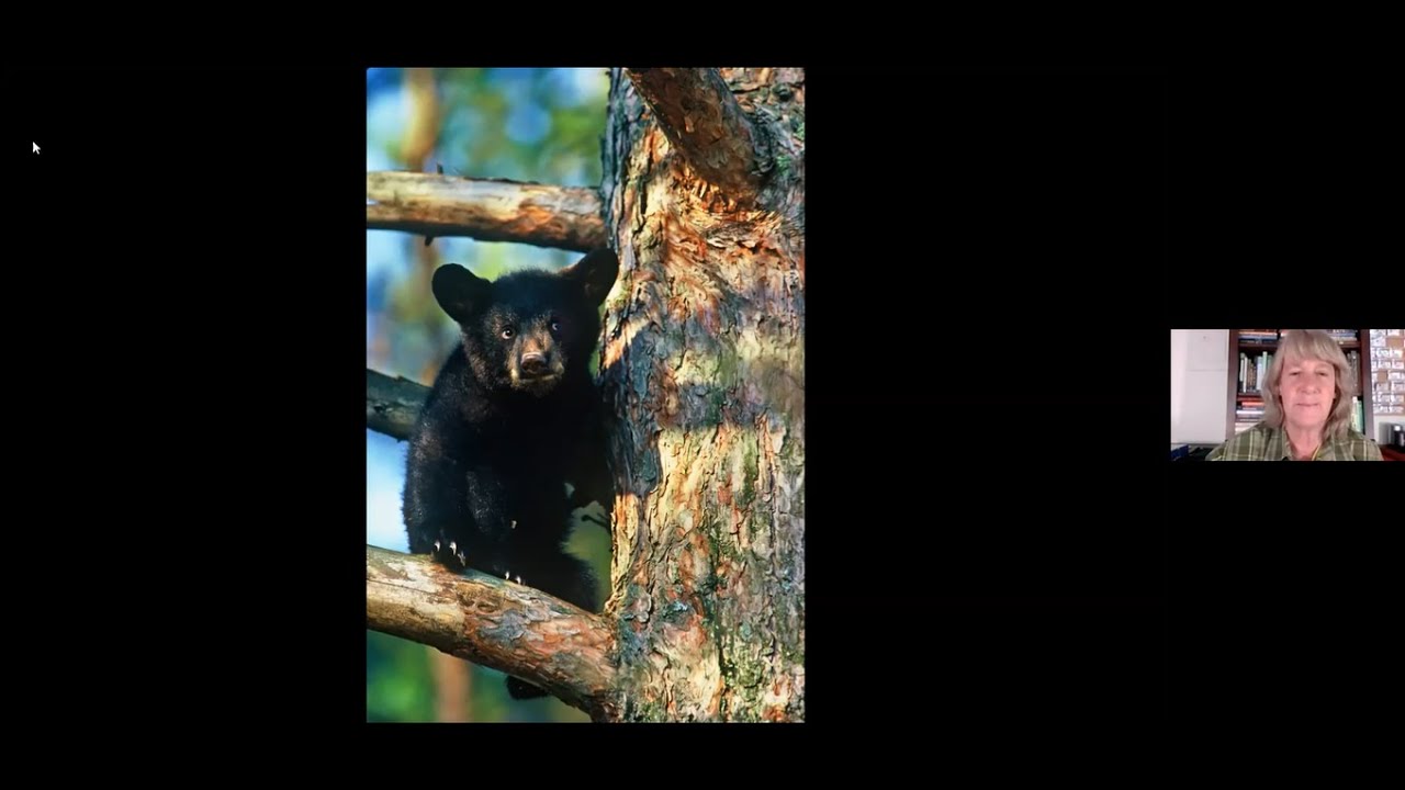 Old Growth Forests: What They Are, How Wildlife Use Them, and Opportunities for Management