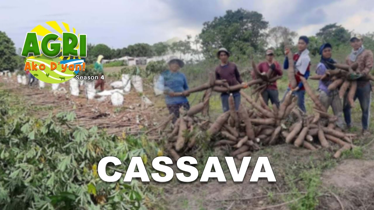 Cassava