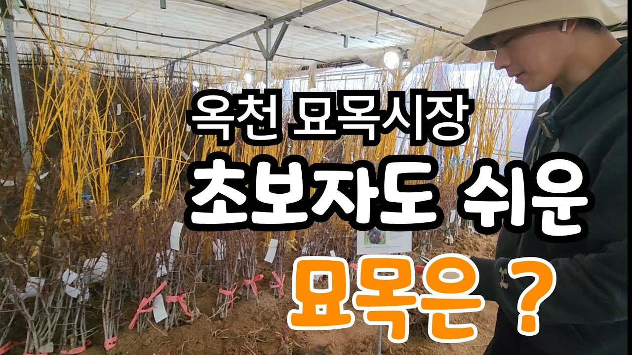 옥천 묘목 축제 !  인기 있는 약용묘목과 유실수