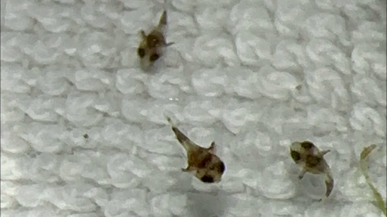 How I Bred Dwarf Puffers/Pea Puffers At Home 🐡