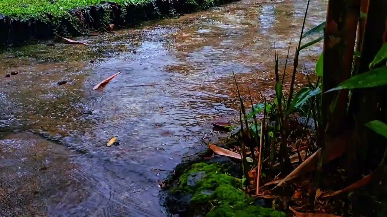 Midnight Rain Whispers on a Secret Woodland Stream 🌙 | Deep Sleep ASMR