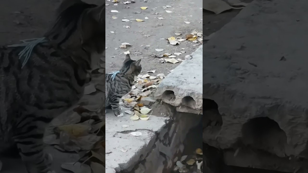 This cat quickly catches a mouse