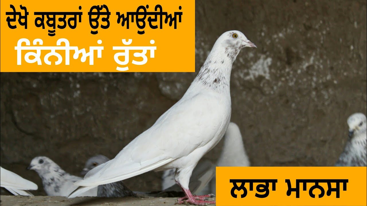 Ik Saunk Kabooter Bazi Da || Episode 32 || ਦੇਖੋ ਕਬੂਤਰਾਂ ਉਤੇ ਆਉਂਦੀਆਂ ਨੇ ਕਿੰਨੀਆਂ ਰੁੱਤਾਂ || Labha Mansa