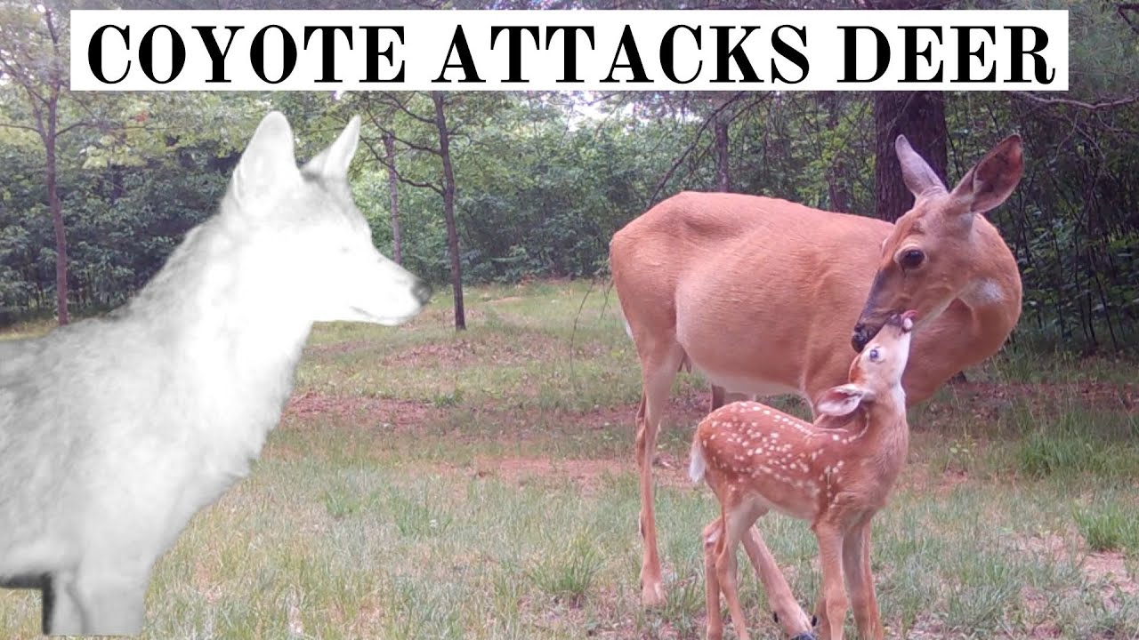 Coyote Kills Whitetail Deer