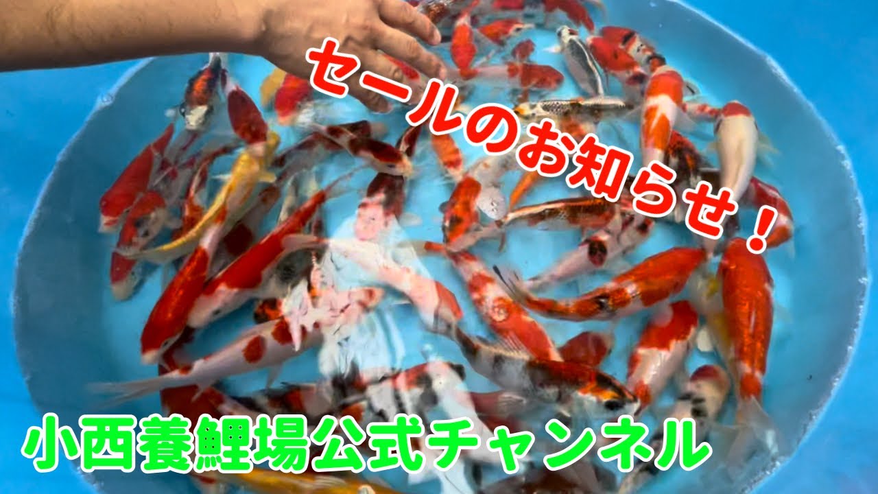 小西養鯉場 錦鯉入荷の値段分け！(最後にセール告知あり)