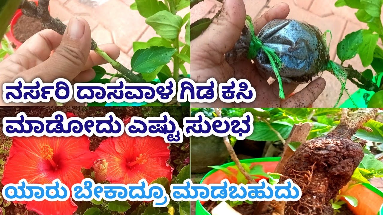ದಾಸವಾಳ ಕಸಿ ಮಾಡಿ 100% ಬೇರು ಬರತ್ತೆ /easy to make Hibiscus grafting in kannada