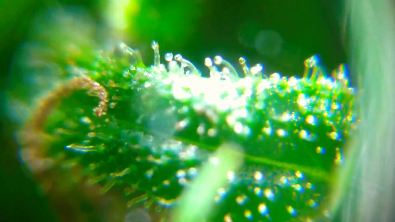 ADELANTO Los tricomas de 