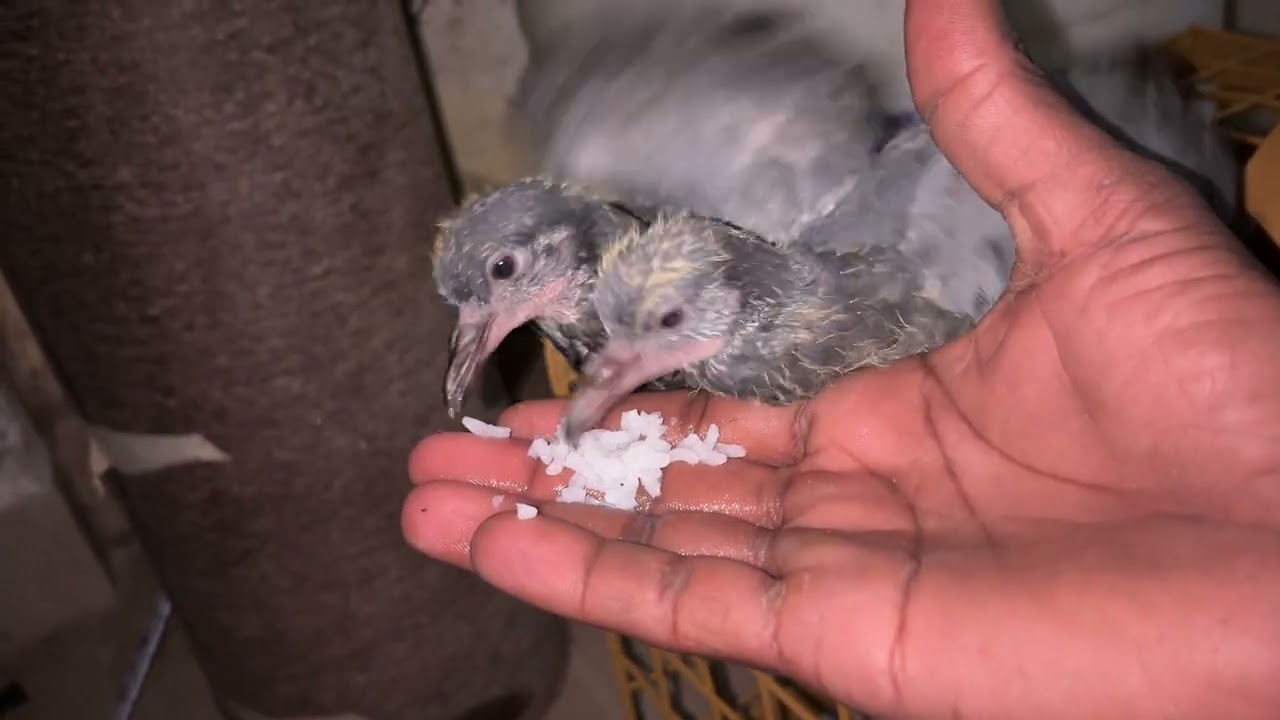 🕊️ Kabootar Ko Khana Khilaya | Bahut Pyara Scene