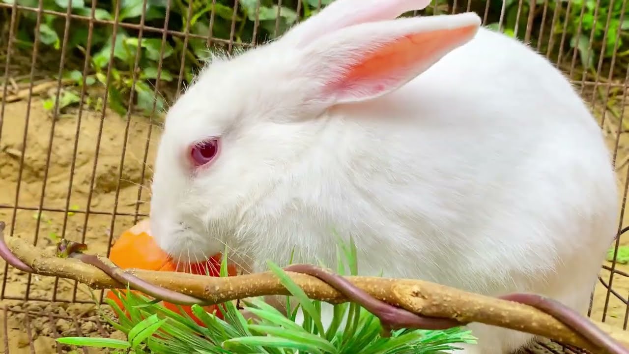 Beautiful Animal Sounds (Rabbit) | Rabbit Sounds Effects #rabbit#75#rabbitrescue 