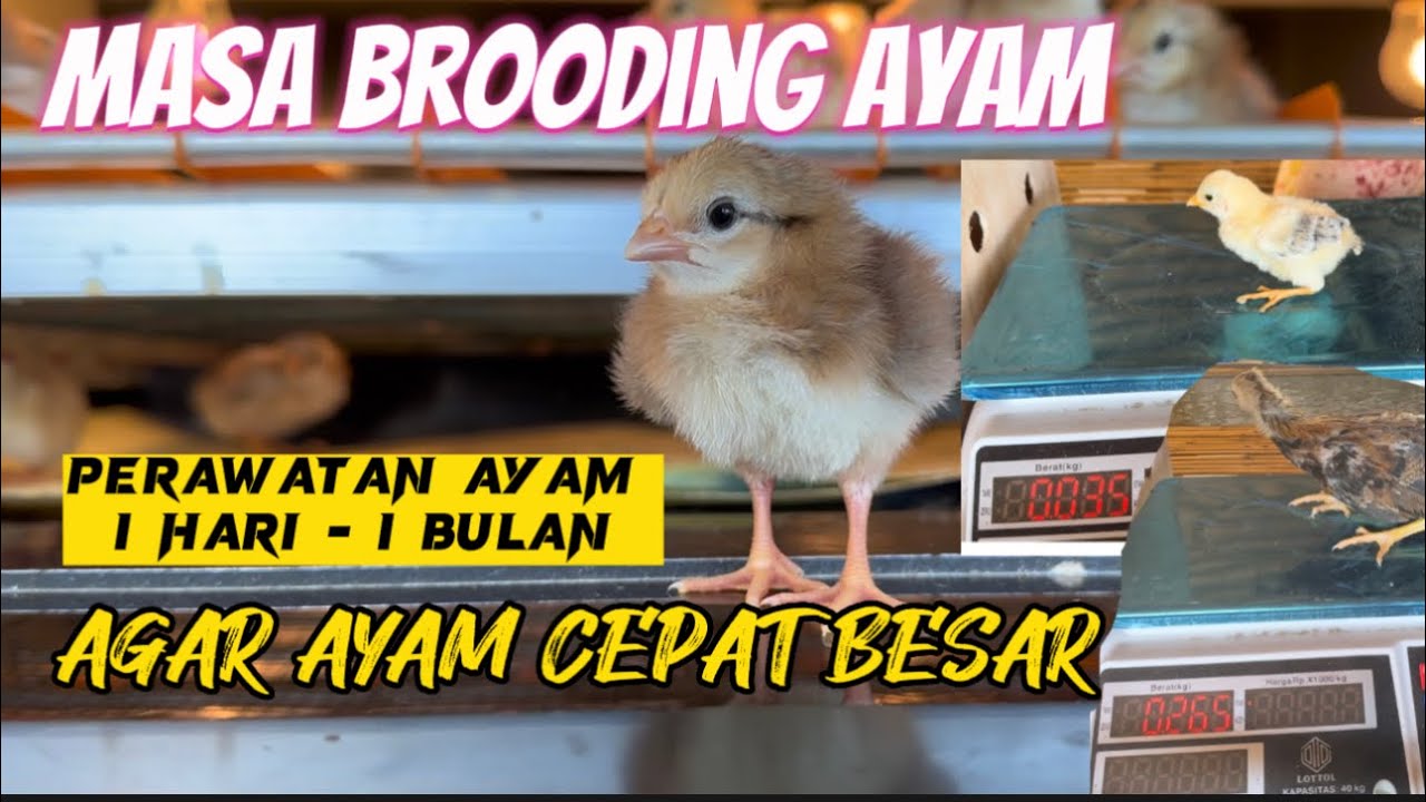 PERAWATAN AYAM FILIPIN DOC - 1 BULAN ‼️ TIPS BETERNAK AYAM IMPORT #ayam