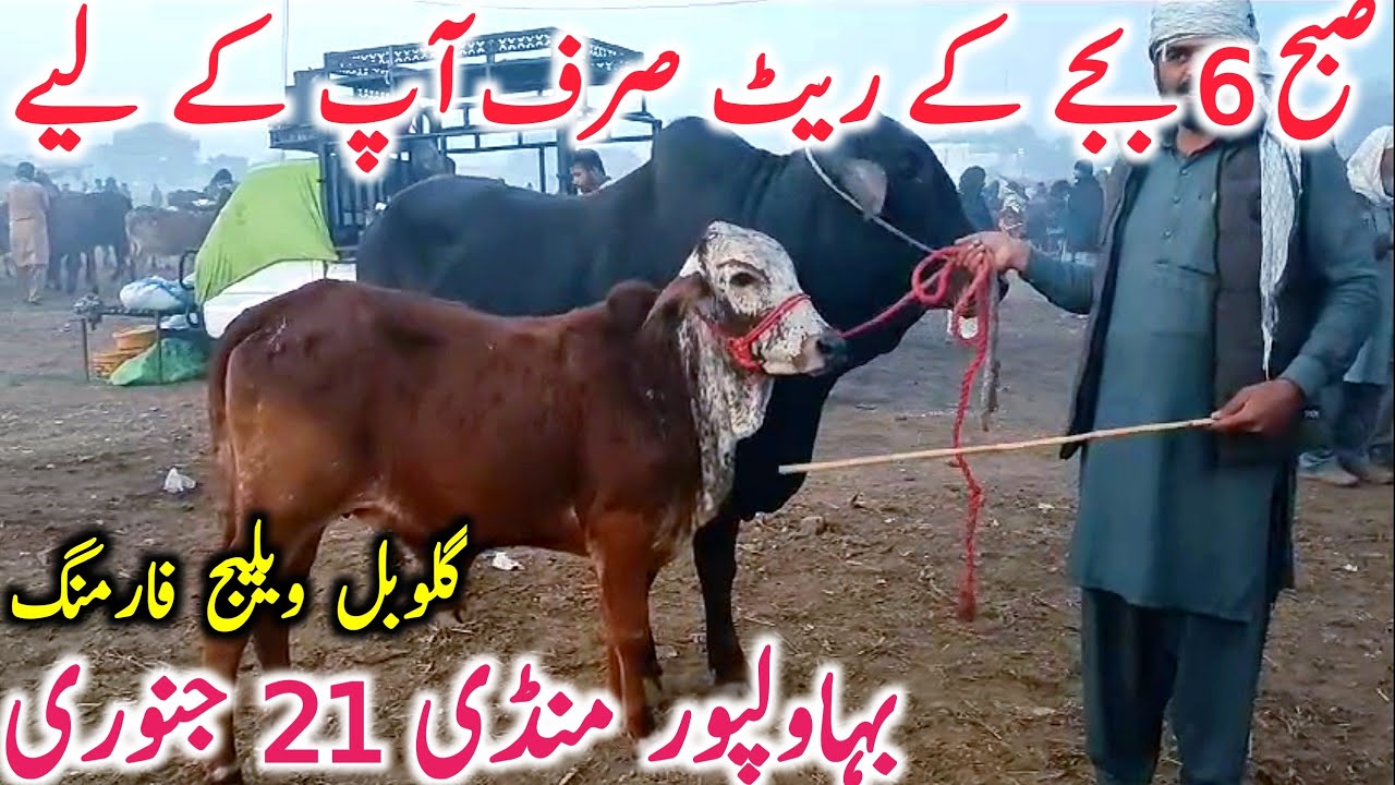 Bahawalpur Cow Mandi Today Fresh Video Bachre Bachri Cholistani Qurbani || Global Village Farming