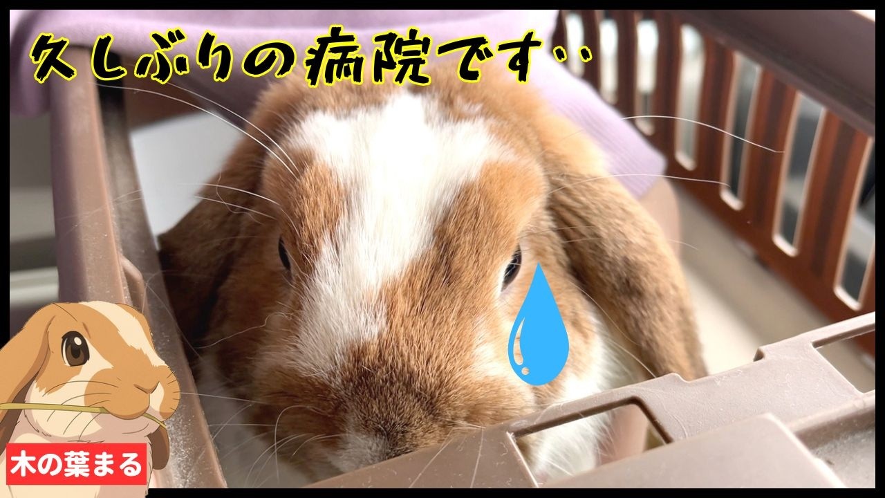 【通院】ドキドキの歩行検査…久しぶりの病院にど緊張のまるちゃん（爪切りも頑張ったよ！）