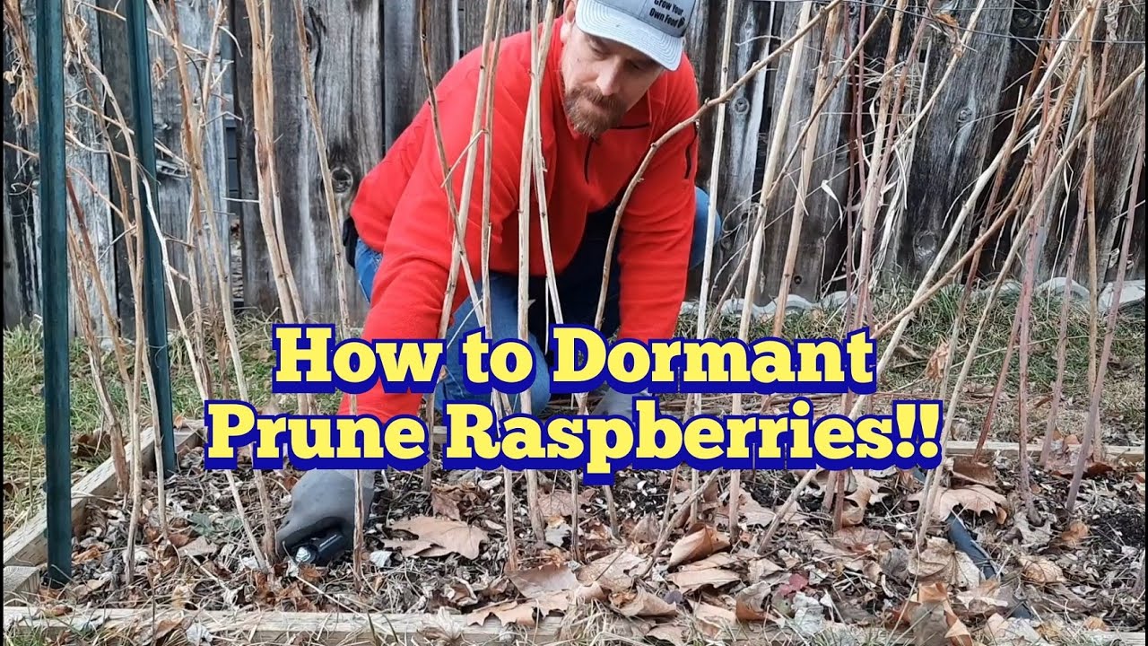 How to Dormant / Spring Prune Summer Bearing Raspberries