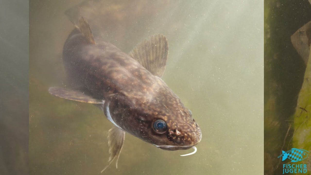 So fängt man: Die Rutte - Fisch des Jahres 2024 in Bayern