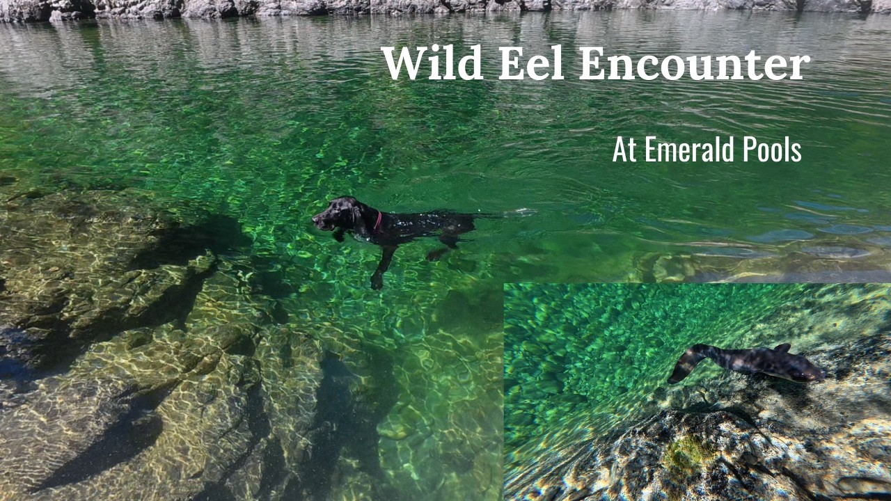 WILD EEL Swims Up to Us at Emerald Pools | Pelorus River Hike with Dogs