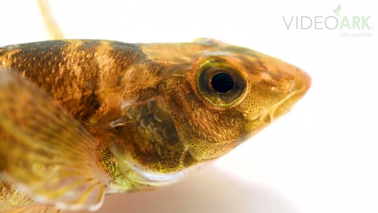 A Chesapeake logperch (Percina bimaculata) at Conservation Fisheries in Knoxville, Tennessee.