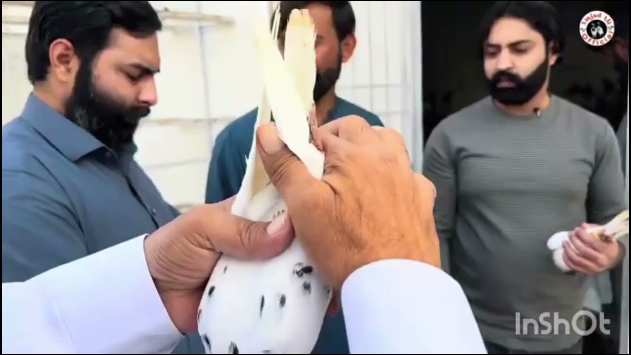 Apna Shouq Apne Kabootar Subscribirme And Like Share Lahore lari ada kabootar mandi || کبوتر منڈی ||