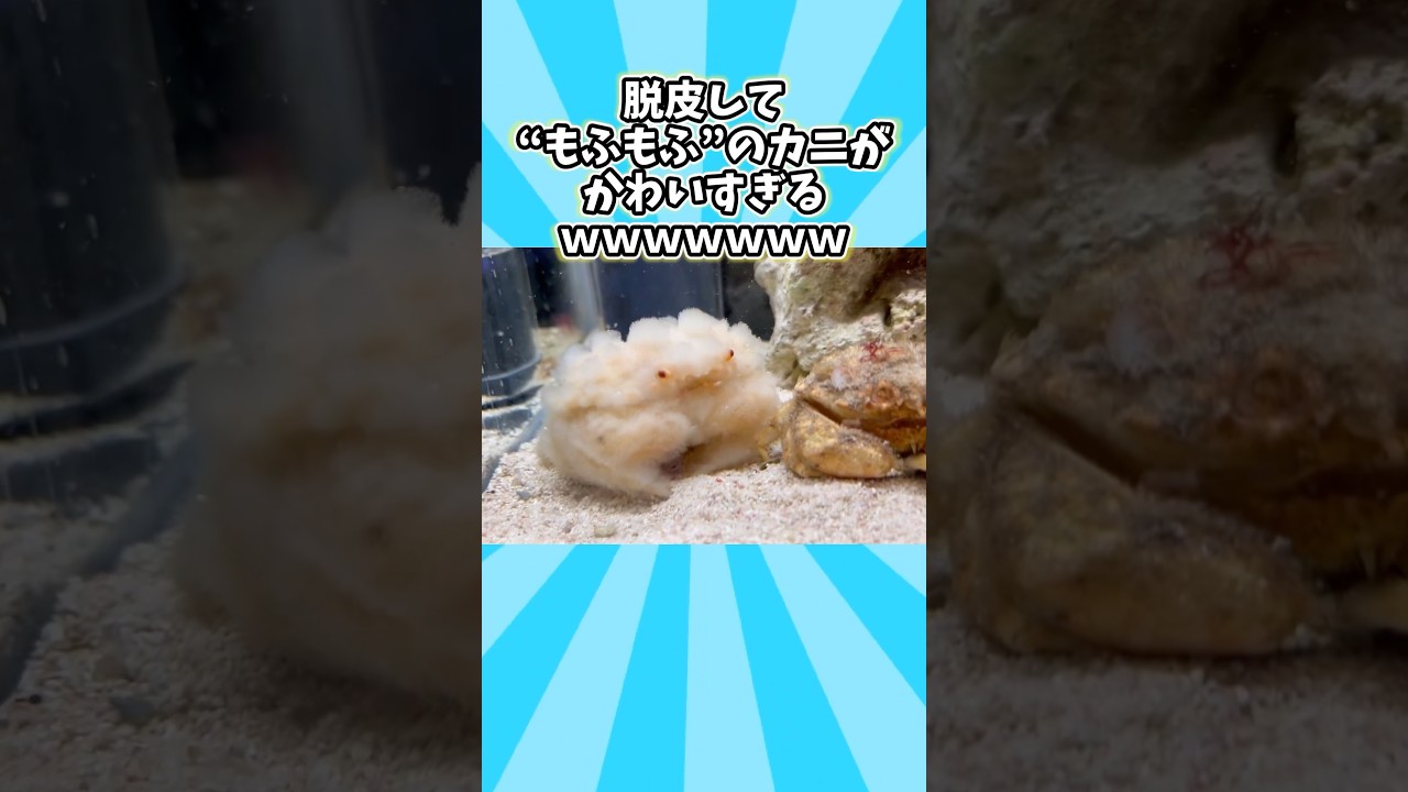 カニさんの動画見て笑ったら寝ろwwwww