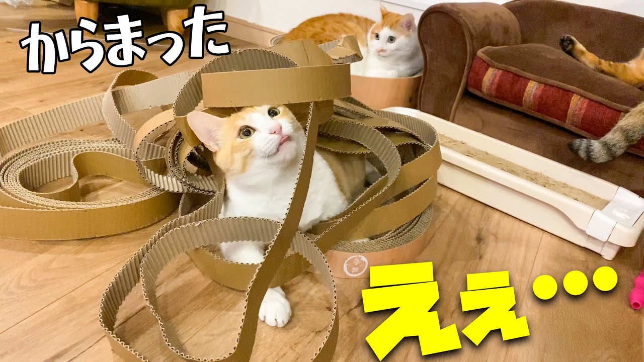 目を離した隙に猫がとんでもない状態になってました