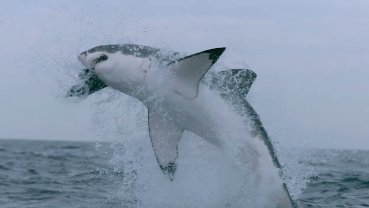 Nat Geo's &ldquo;SHARKS: On Assignment with Brian Skerry&rdquo; now at Mote Aquarium!