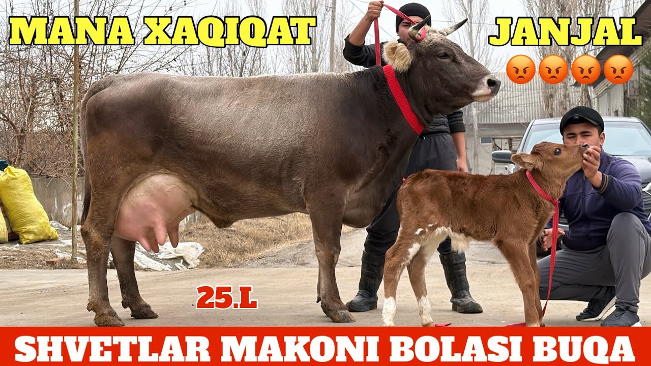 JANJAL GAPIZGA JAVOB QILSEZ GAPIRIN SIROJIDDIN No1 SHVETLAR BOLASI BUQA YOSH😱
