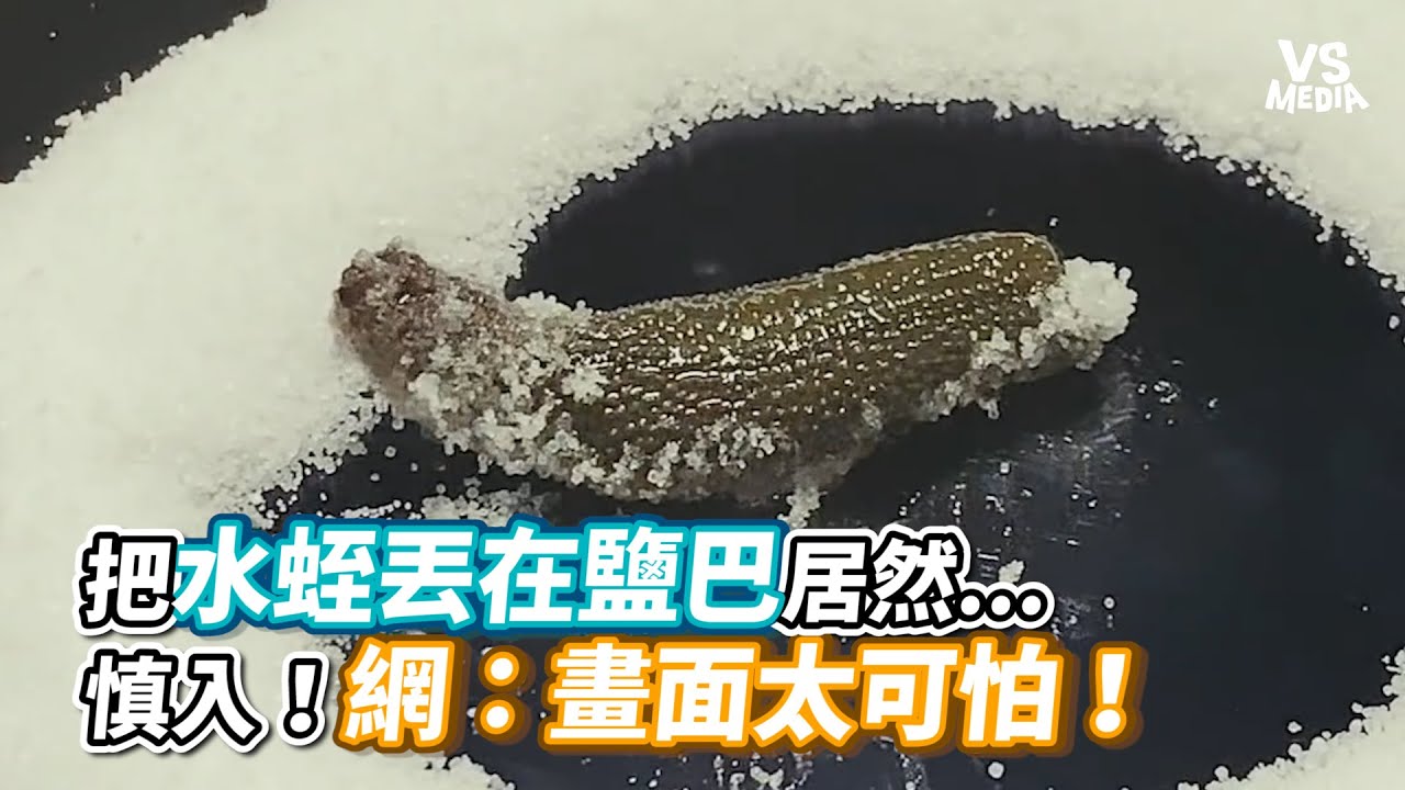 把水蛭丟在鹽巴居然...慎入！網：畫面太可怕！《VS MEDIA》