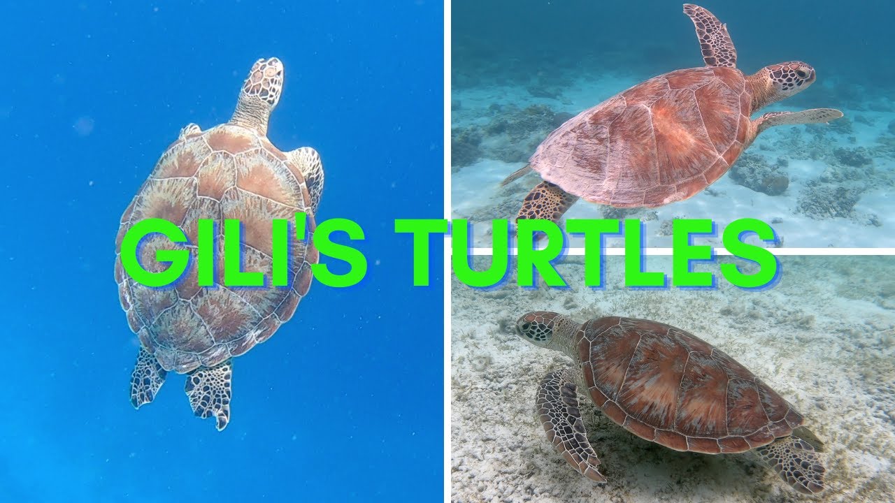 Gili Islands Turtle Snorkeling (4K) (Indonesia)