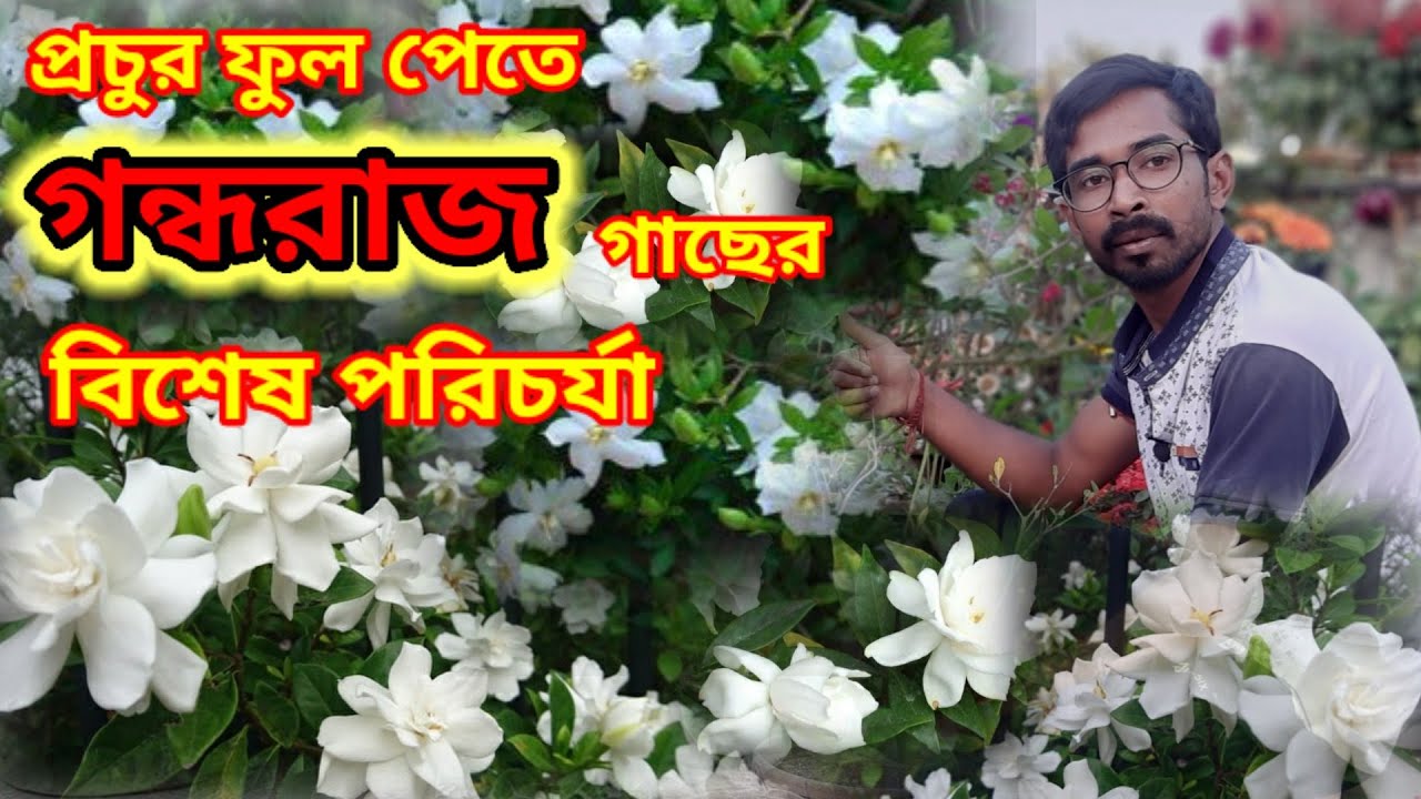 প্রচুর ফুল পেতে গন্ধরাজ গাছের পরিচর্যা করুন এখনি / Gondhoraj Flower plant care / Gardenia  plant.