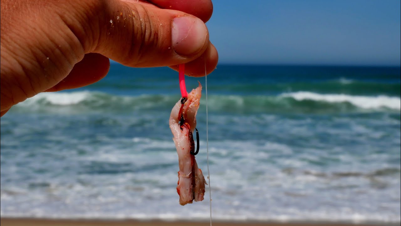 SURF FISHING with this BAIT!