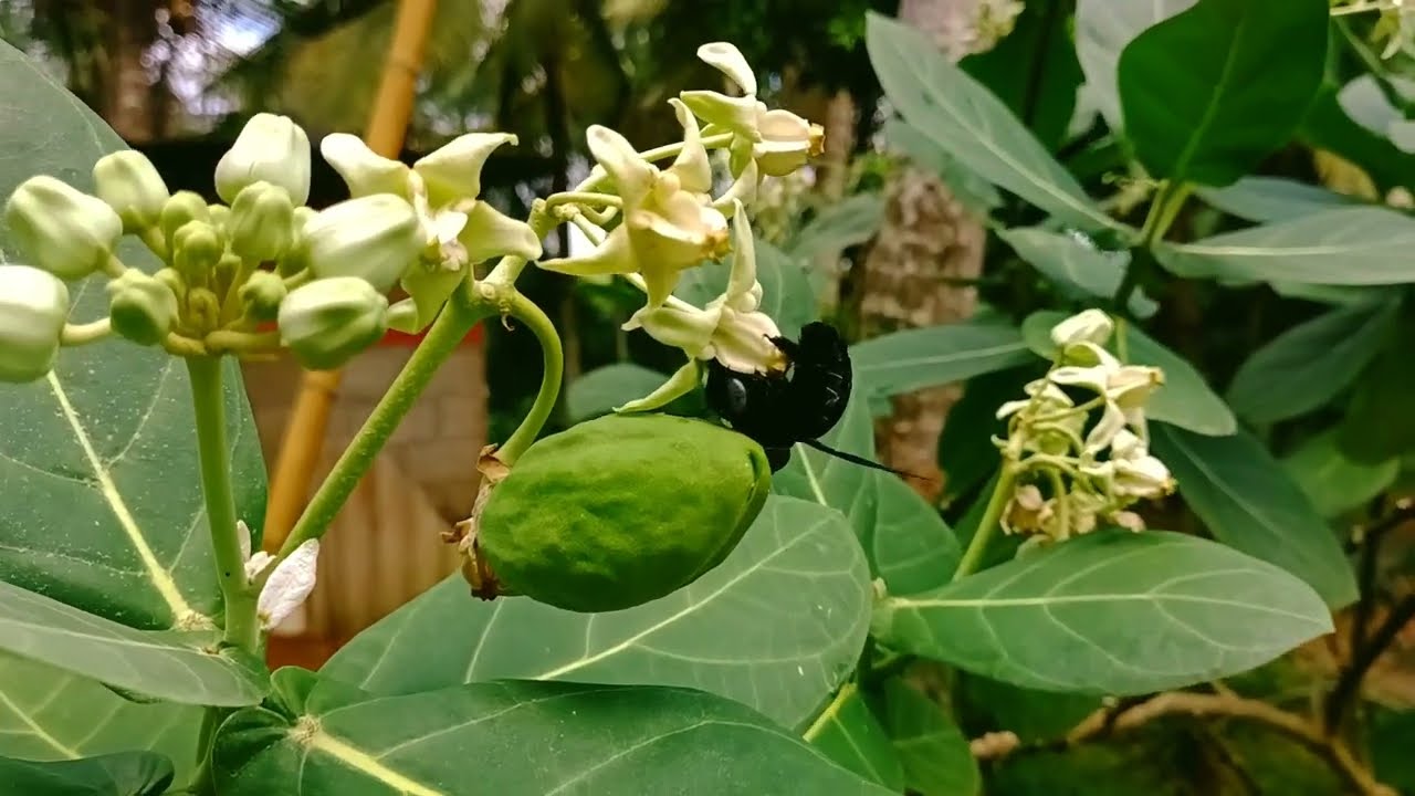 How is the beetle's behavior.  Isn't it interesting?