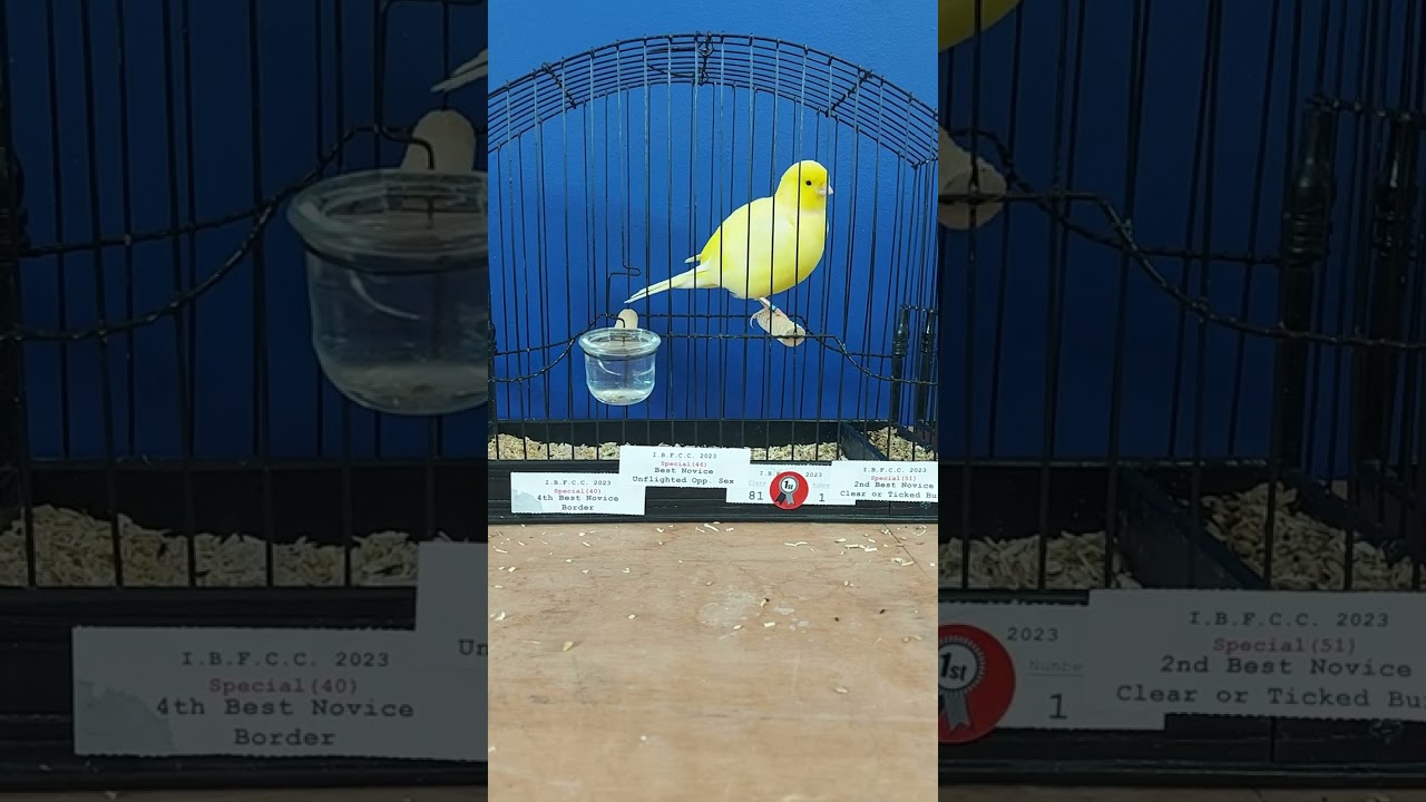 Border canaries, IBFCC show 2023 ,top seven Novice winners.
