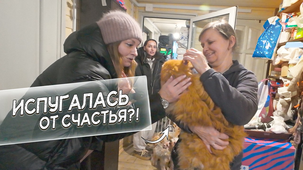 Собака в шоке! Она сегодня поедет в новую семью!?