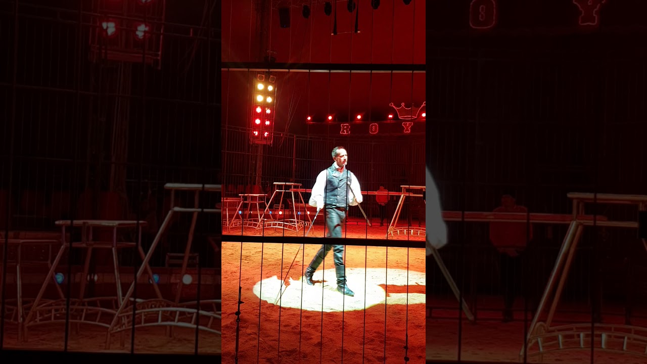 Terribile incidente al circo Leone azzanna domatore gli strappa un braccio... terribile